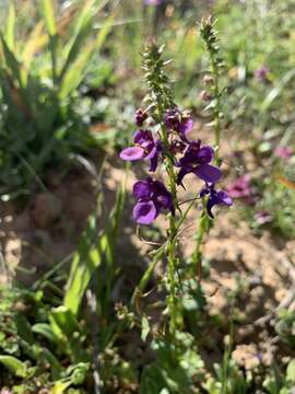 Image of Diascia veronicoides Schltr.