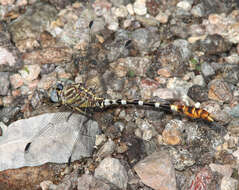 Imagem de Erpetogomphus lampropeltis Kennedy 1918