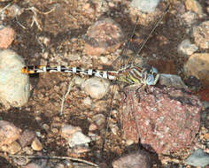 Imagem de Erpetogomphus lampropeltis Kennedy 1918