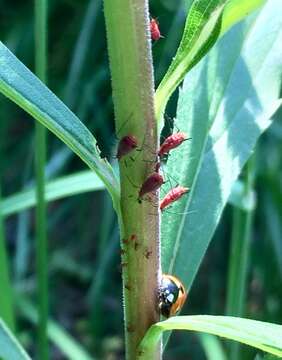 Image of Red Goldenrod Aphid