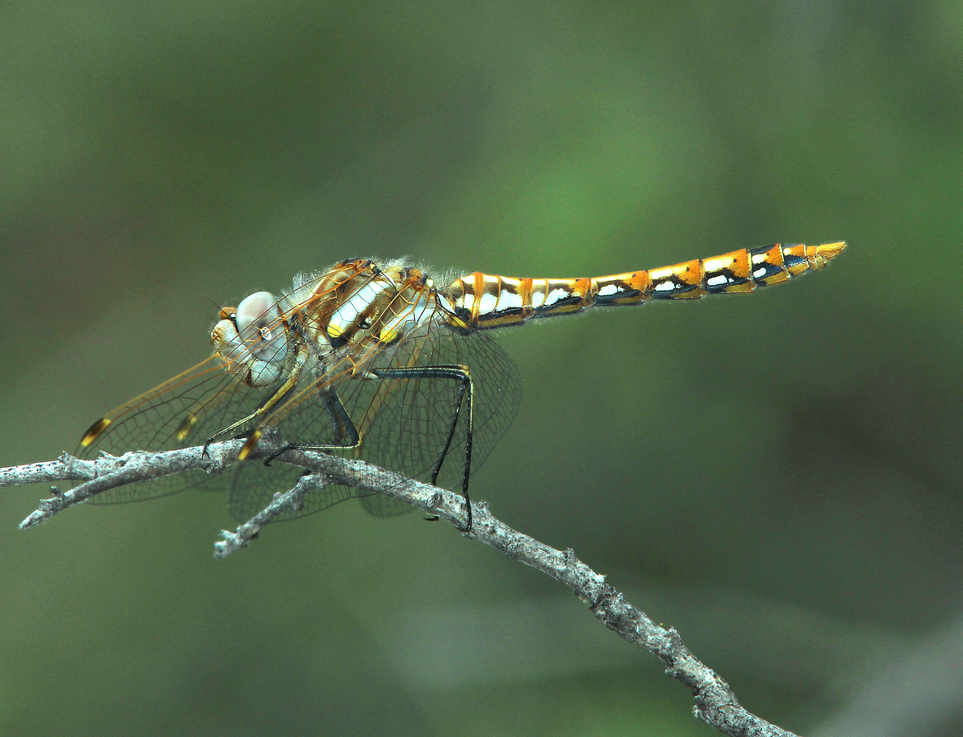 Image of Variegated Meadowhawk