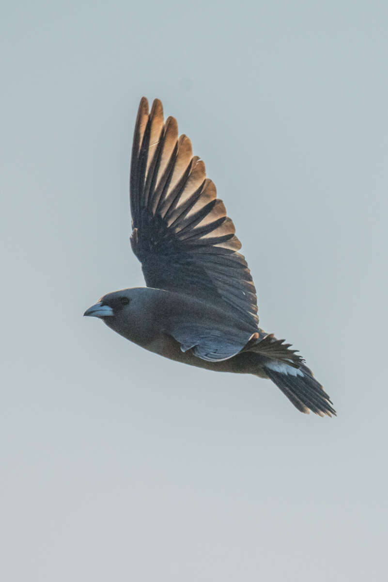 Image of Ashy Wood Swallow