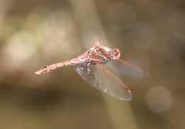 Image of Variegated Meadowhawk