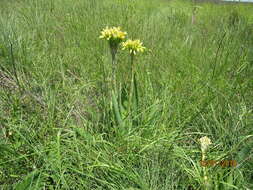 Image of Aloe ecklonis Salm-Dyck