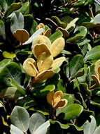 Pittosporum serpentinum (de Lange) de Lange的圖片