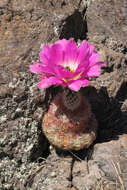 Image de Echinocereus pectinatus (Scheidw.) Engelm.