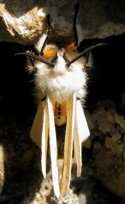 Image of white ermine