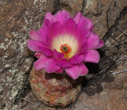 Image de Echinocereus pectinatus (Scheidw.) Engelm.