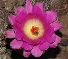 Image de Echinocereus pectinatus (Scheidw.) Engelm.