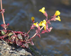 Image of Erythranthe guttata (DC.) G. L. Nesom