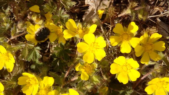 Image of spring cinquefoil