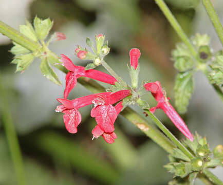 Imagem de Stachys coccinea Ortega