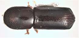 Image of Redbay Ambrosia Beetle