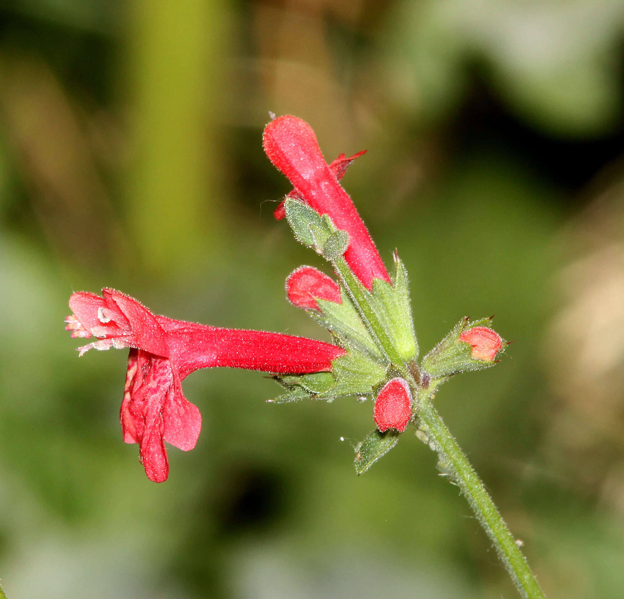 Stachys coccinea Ortega resmi