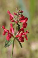 Stachys coccinea Ortega resmi