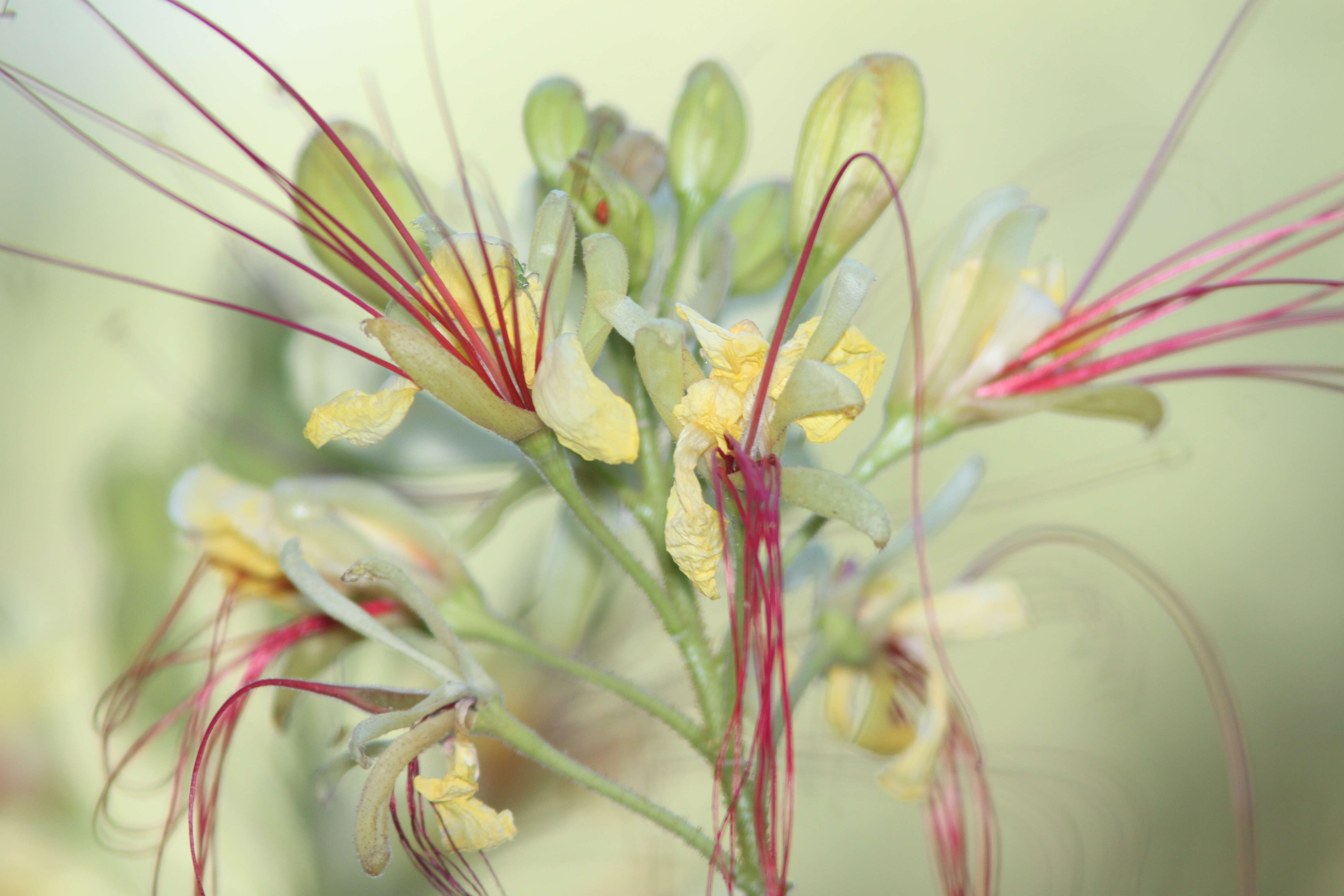 Image of bird-of-paradise shrub