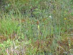 Image of yellow asphodel