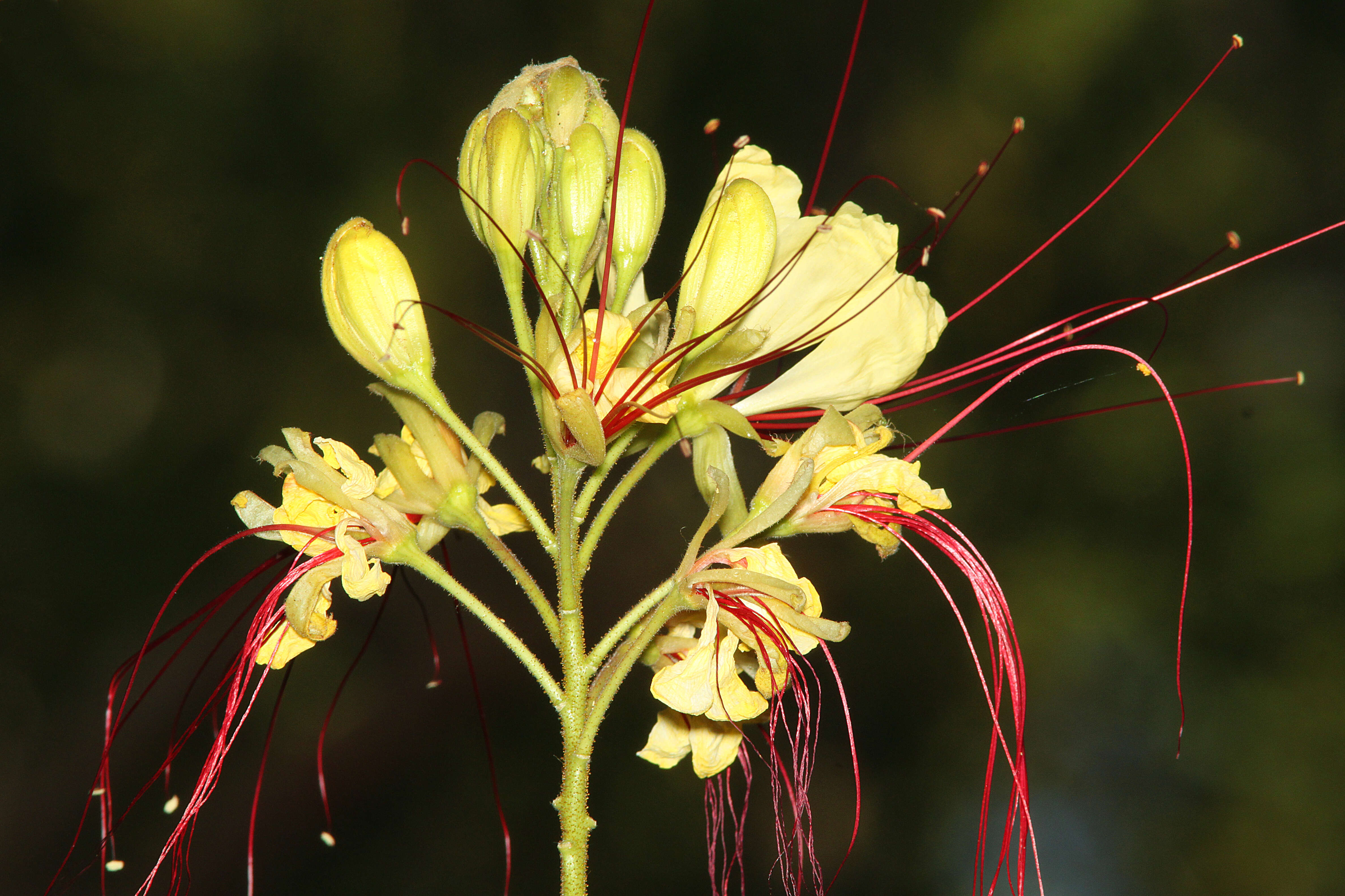 Image of bird-of-paradise shrub