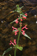 Stachys coccinea Ortega resmi