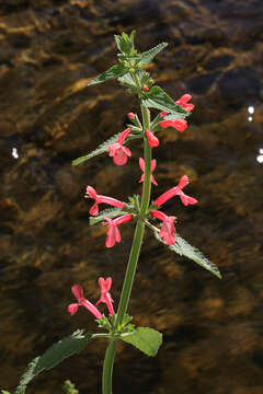 Image of scarlet hedgenettle