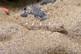 Image of Exquisite goby