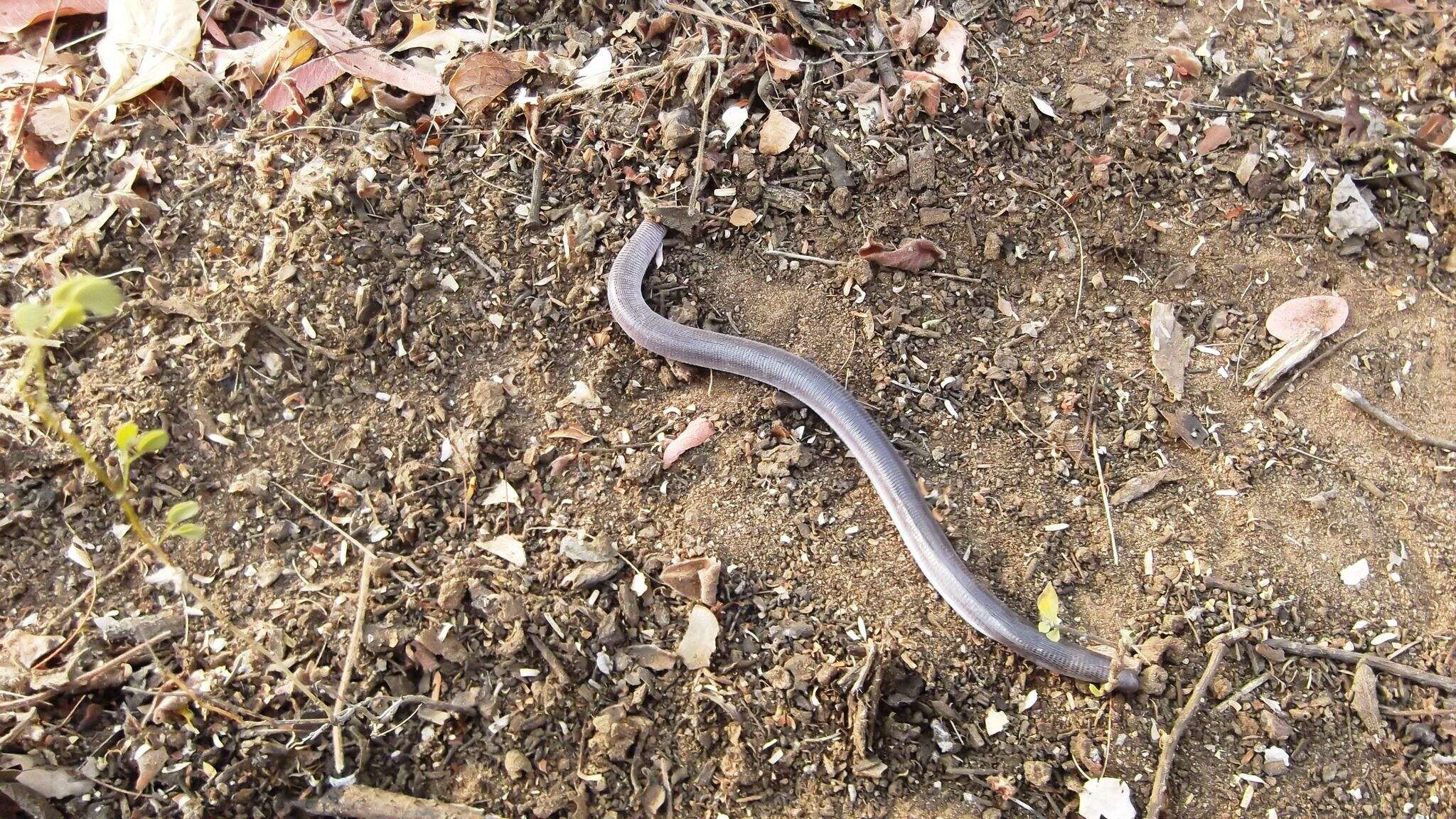 Image of Four-toed Worm Lizard