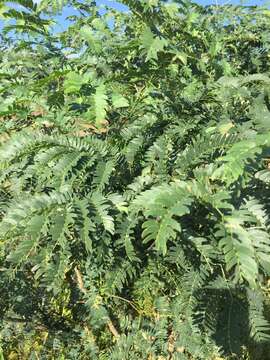 Image of Albizia inundata (Mart.) Barneby & J. W. Grimes