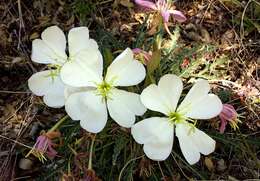 Image de Oenothera cespitosa Nutt.