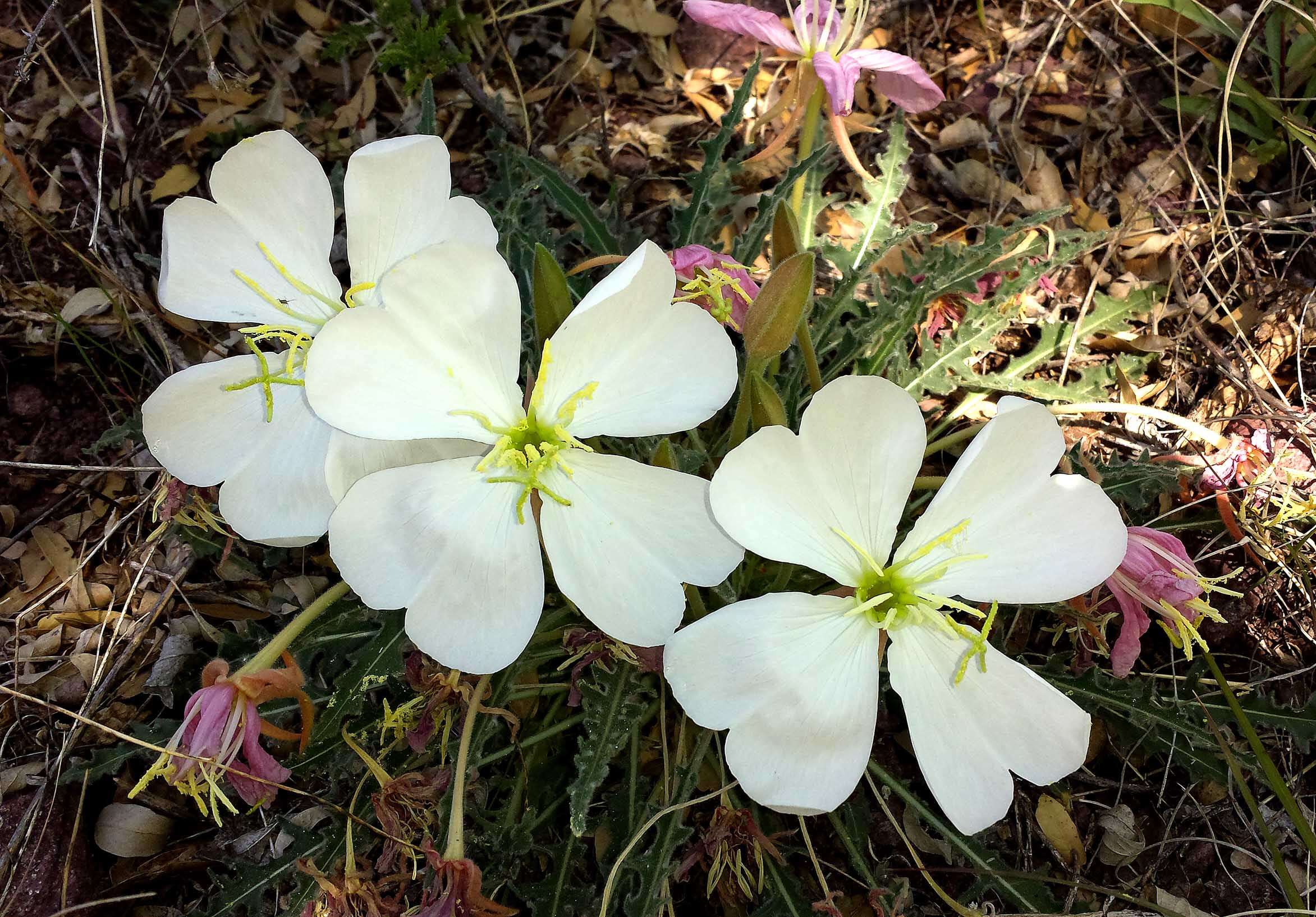 Image de Oenothera cespitosa Nutt.