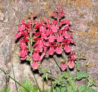 Stachys coccinea Ortega resmi