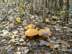 Image of Suillus variegatus (Sw.) Richon & Roze 1888