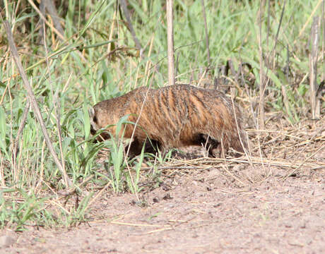 Image of badger