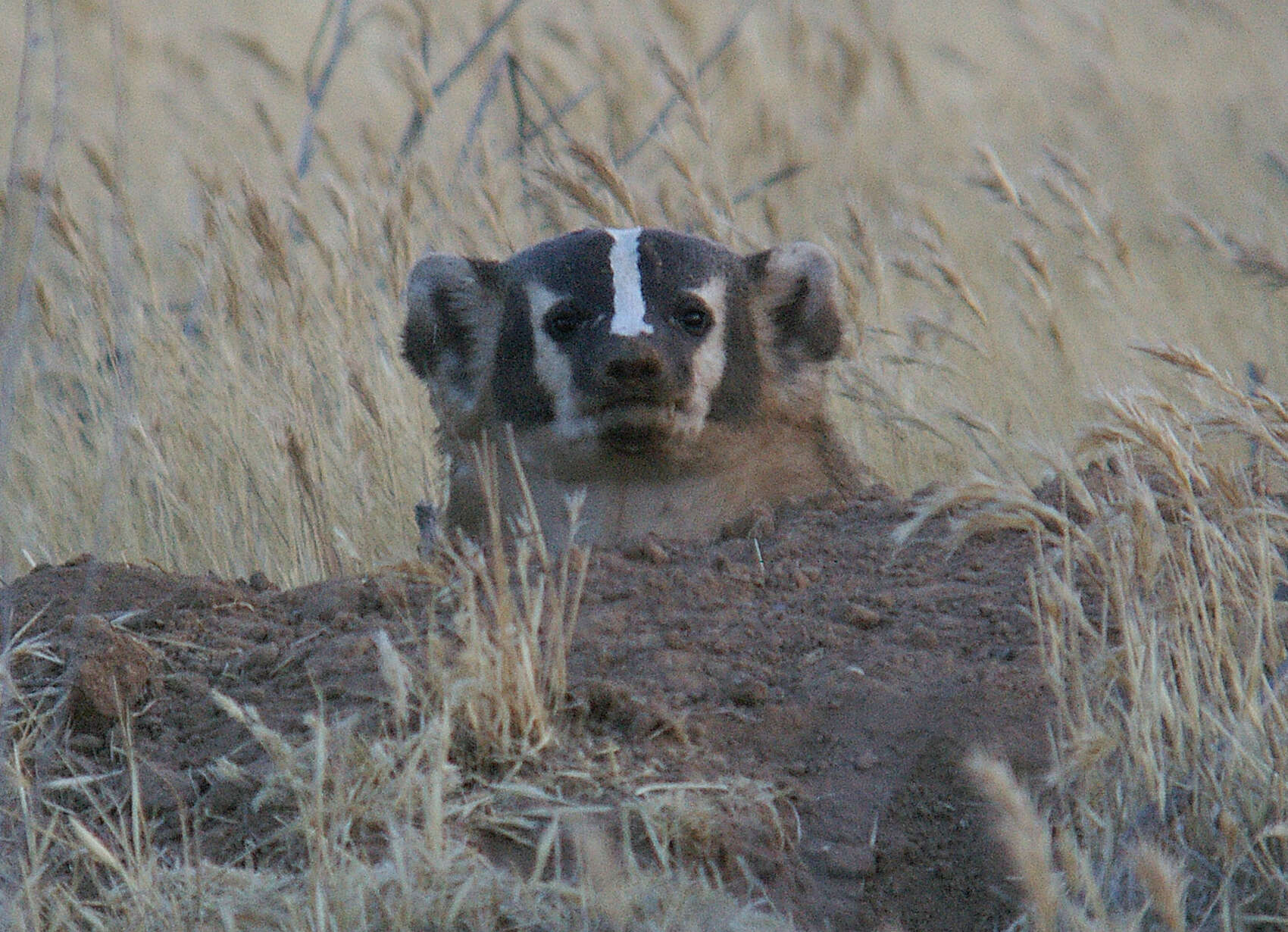 Image of badger