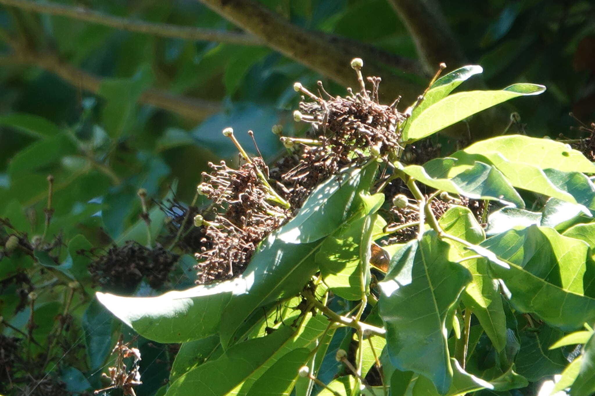 Imagem de Reevesia formosana Sprague