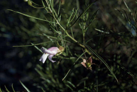 Image of Eremophila linsmithii R. J. Henderson