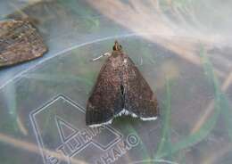 Image of White-fringed Pyrausta Moth