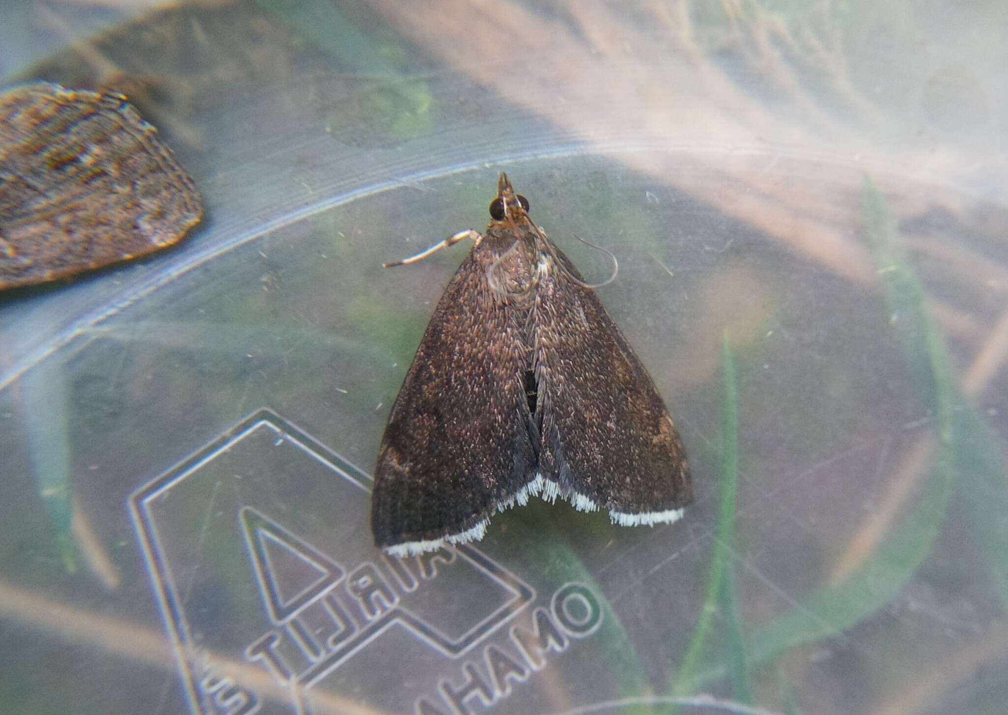 Image of White-fringed Pyrausta Moth