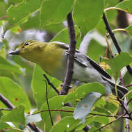 Sivun keltarintavireo kuva