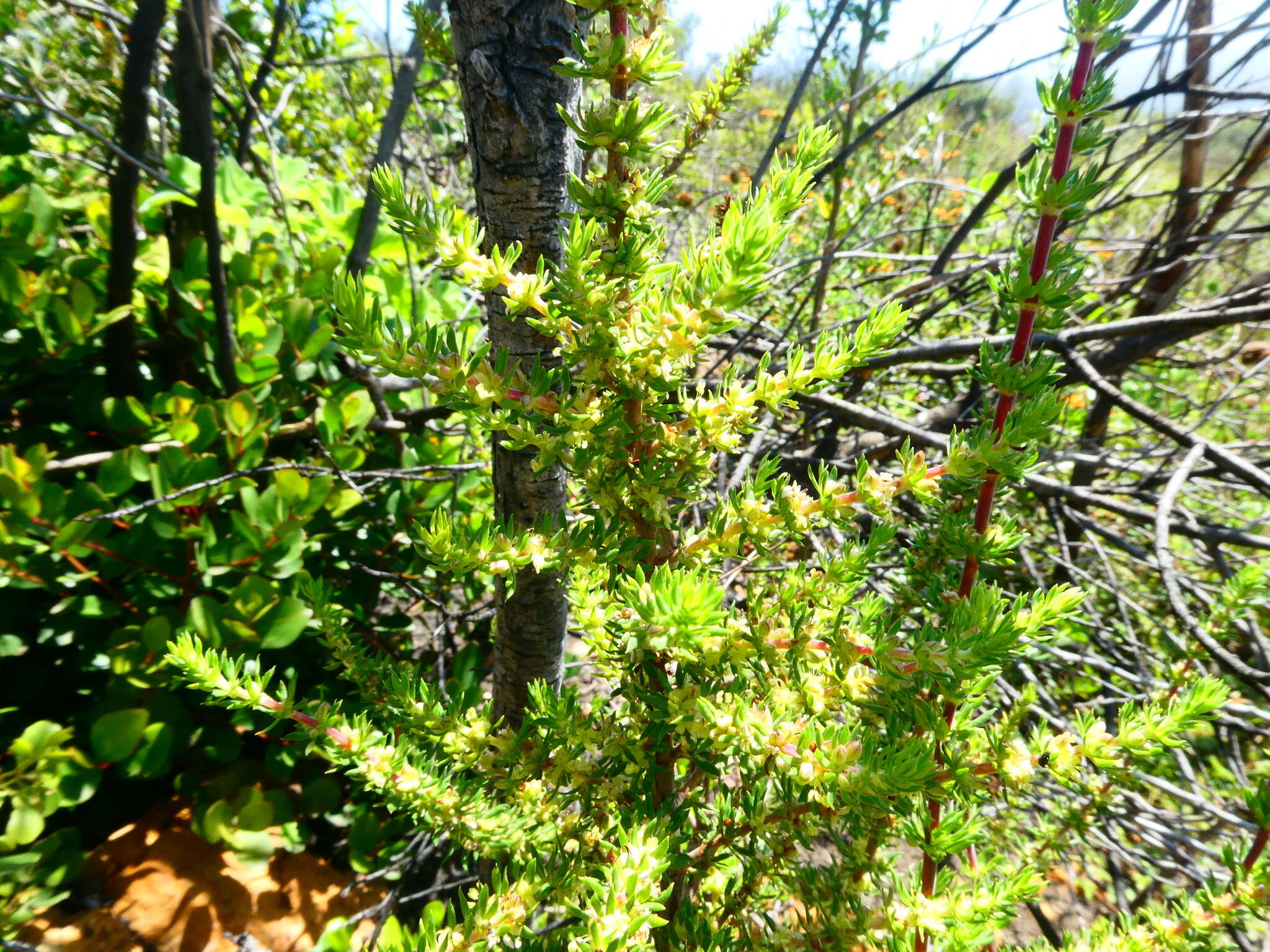 Image of Anthospermum spathulatum Spreng.