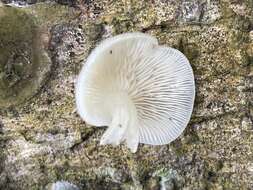 Image of Crepidotus stipitatus Kauffman 1918