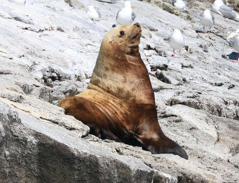 Image of northerns sea lions