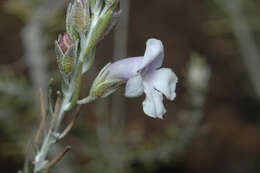 صورة Eremophila microtheca F. Muell. ex Benth.