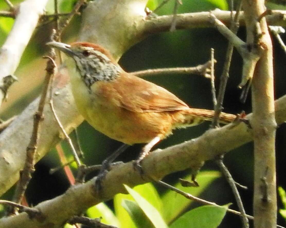 Image of Happy Wren