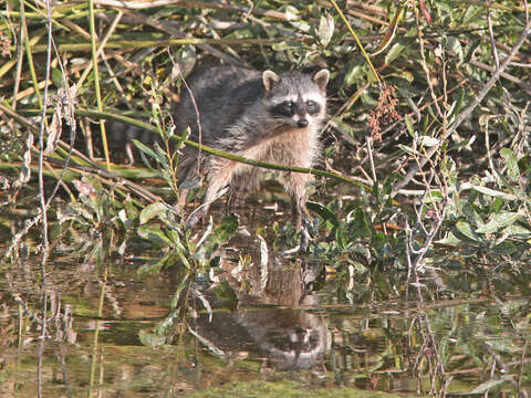 Image of raccoons