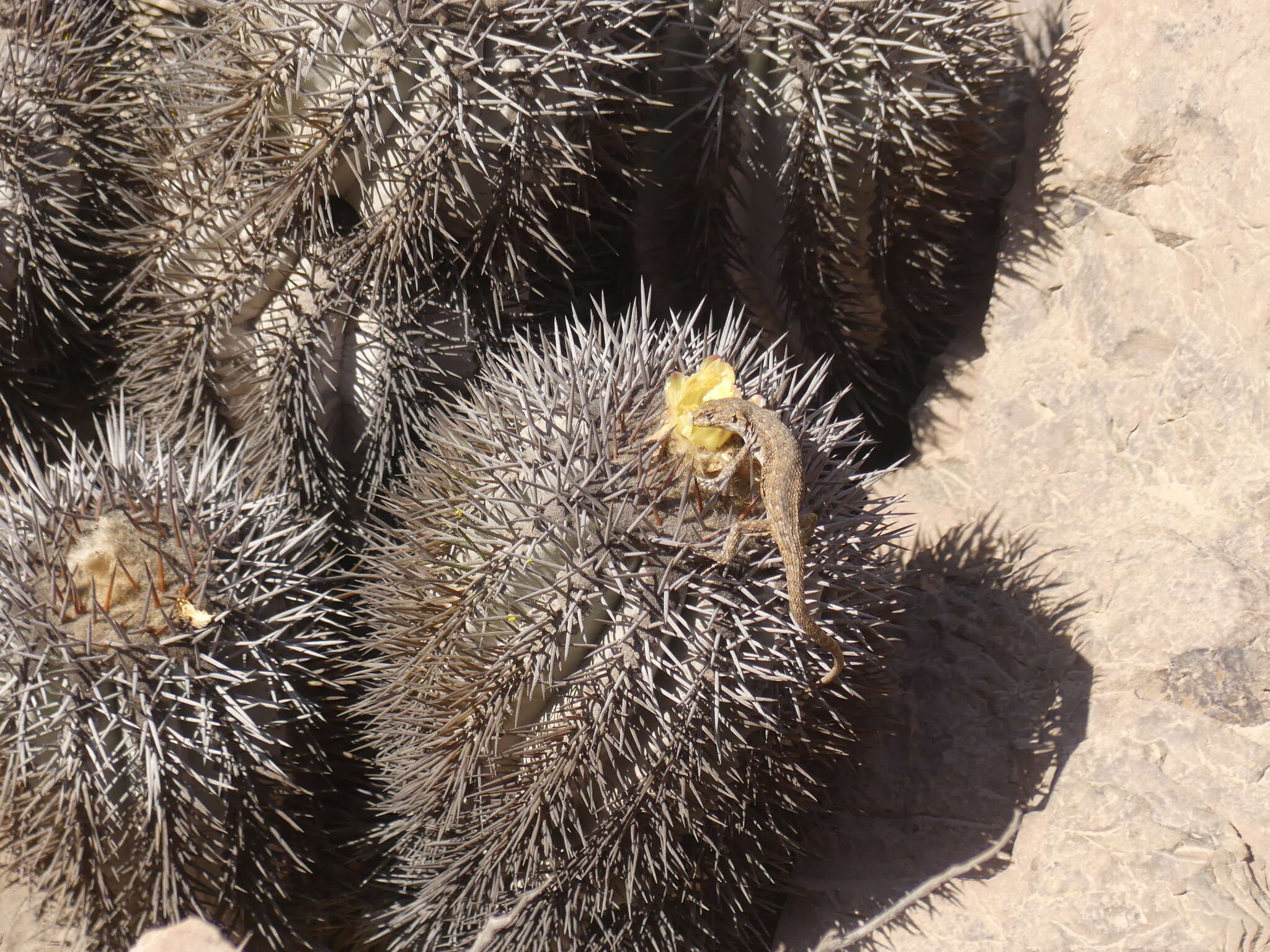 Image of Hellmich's Tree Iguana