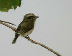 Слика од Tephrodornis pondicerianus (Gmelin & JF 1789)