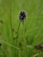 Image of Cyperus bracheilema (Steud.) Mattf. & Kük.