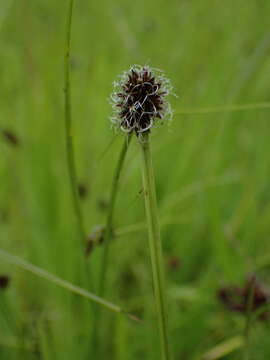 Image of Cyperus bracheilema (Steud.) Mattf. & Kük.