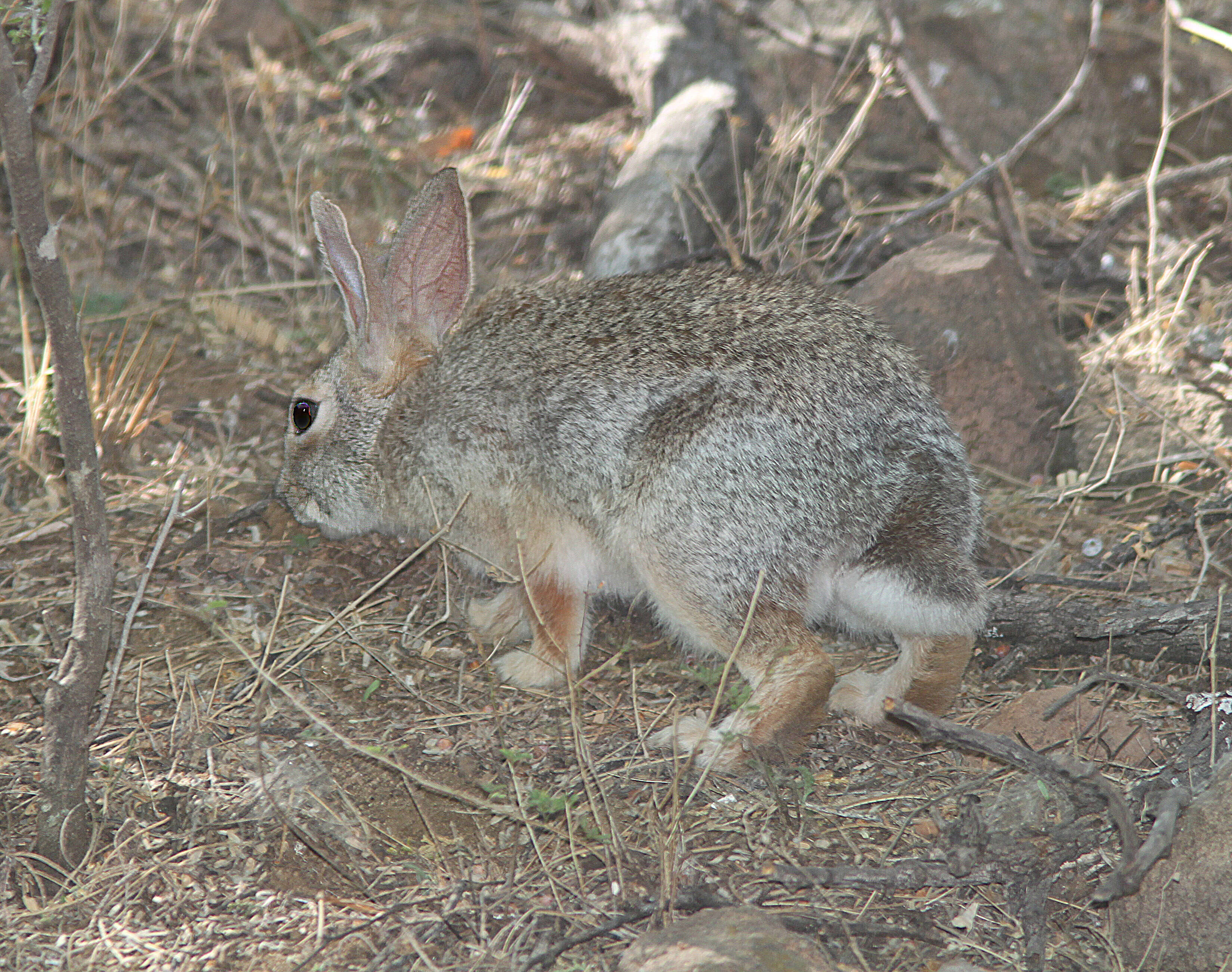 Imagem de Sylvilagus audubonii (Baird 1858)