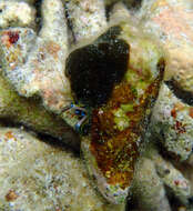 Image of green hermit crab